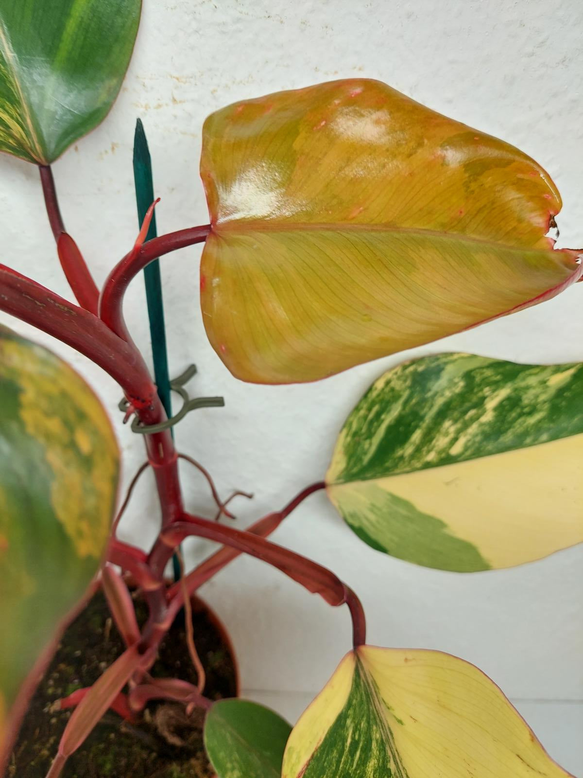 Philodendron Strawberry Shake