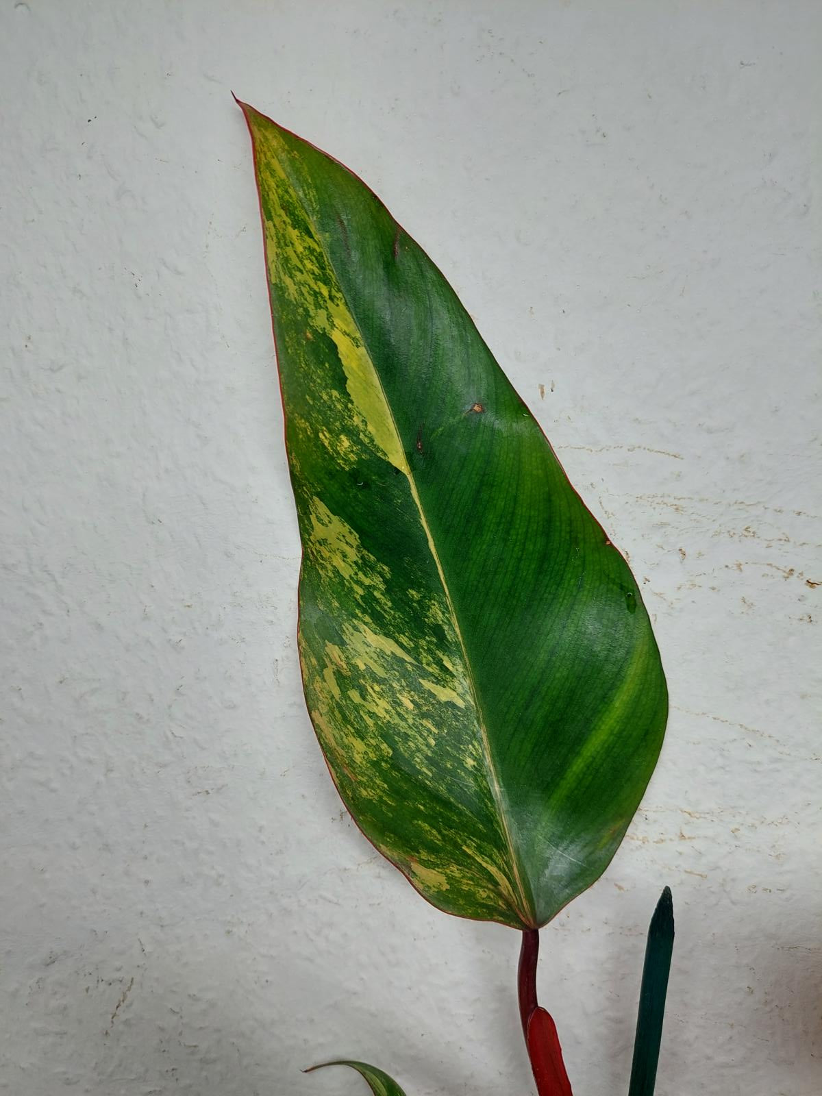 Philodendron Strawberry Shake