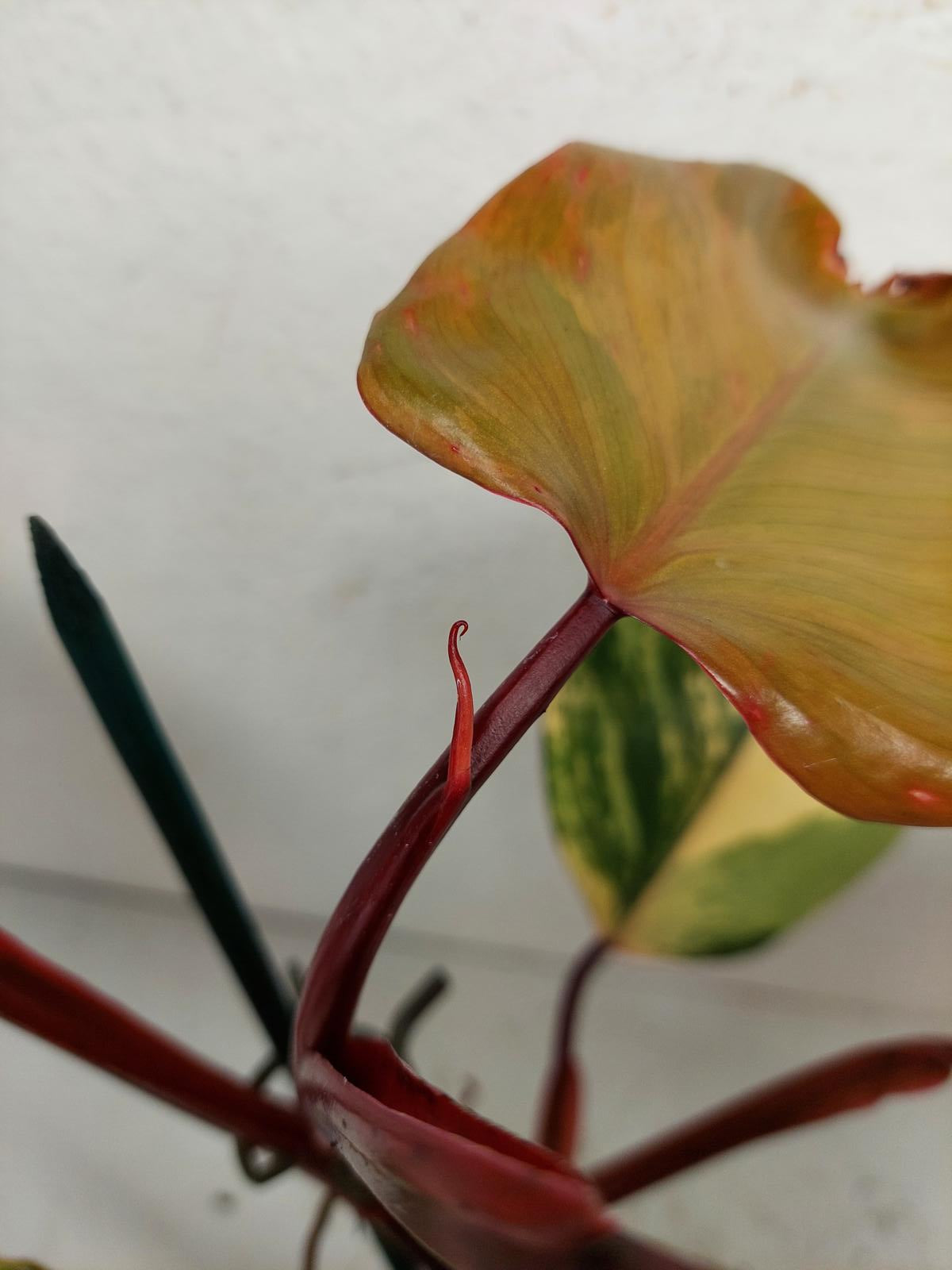 Philodendron Strawberry Shake