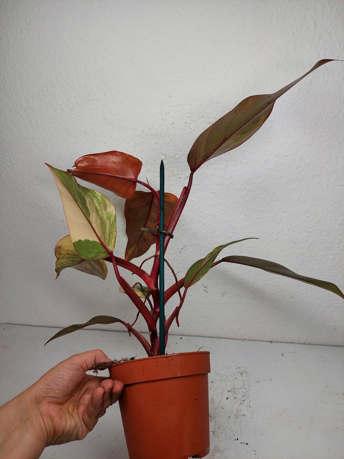 Philodendron Strawberry Shake