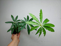 Anthurium Polyschistum