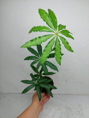 Anthurium Polyschistum