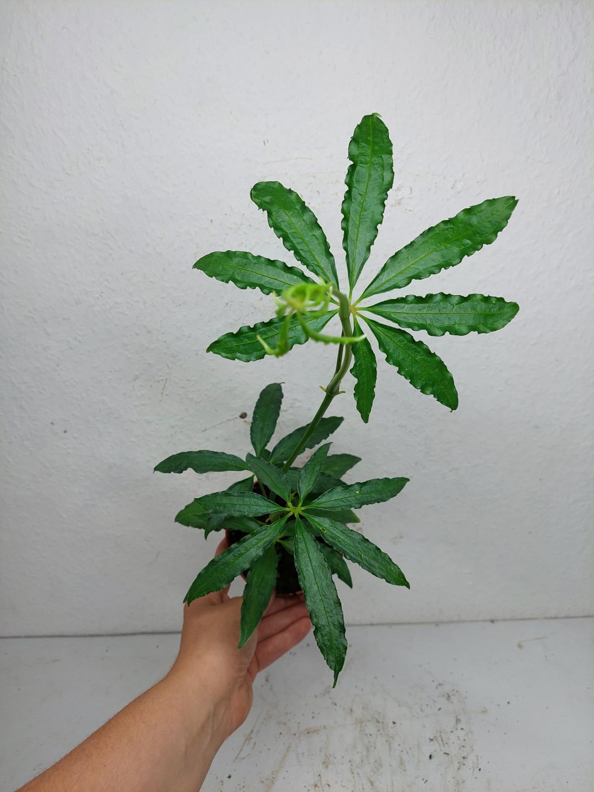 Anthurium Polyschistum