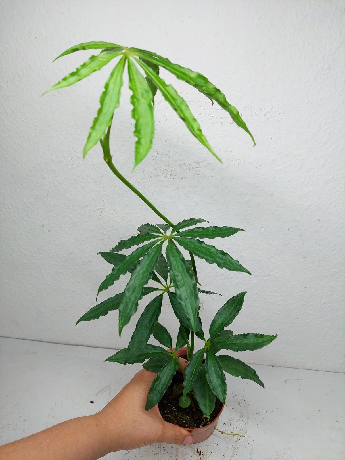 Anthurium Polyschistum