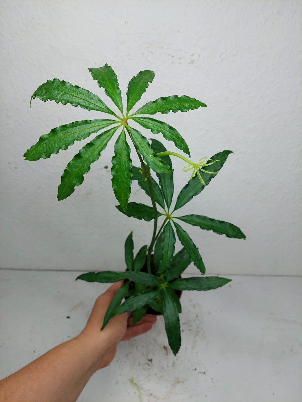 Anthurium Polyschistum