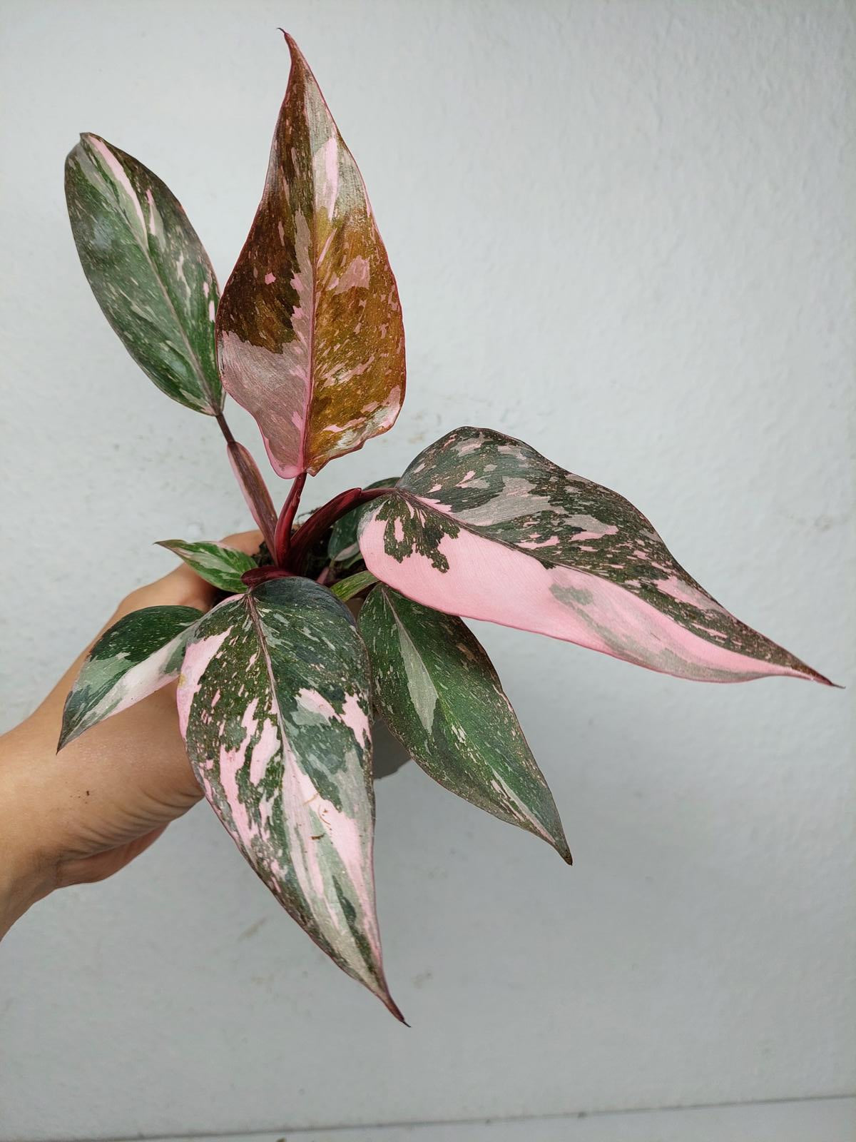 Philodendron Pink Princess Marble