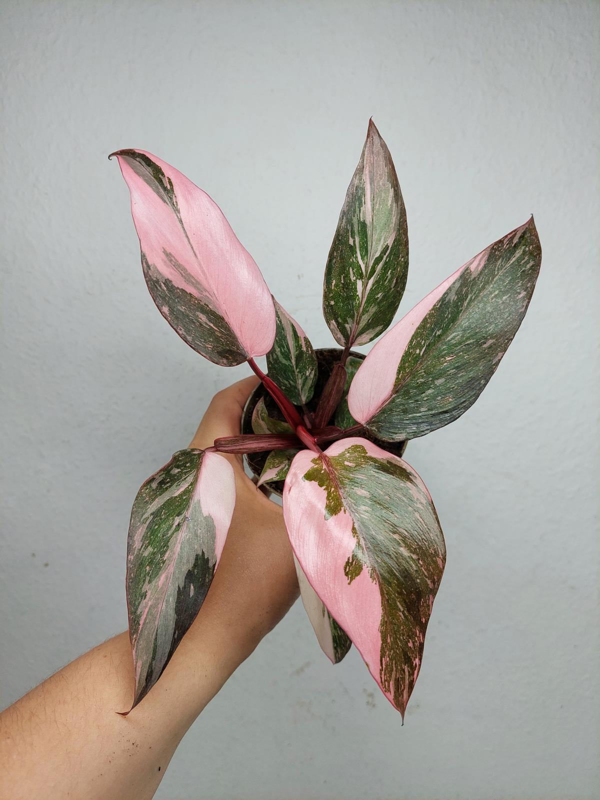 Philodendron Pink Princess Marble