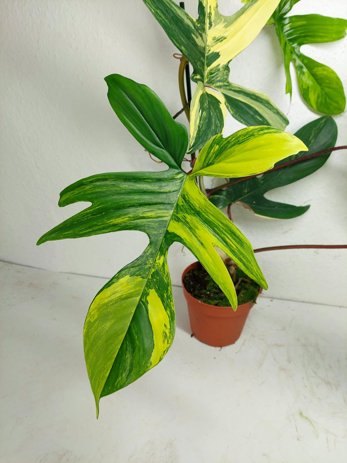 Philodendron Florida Beauty groß