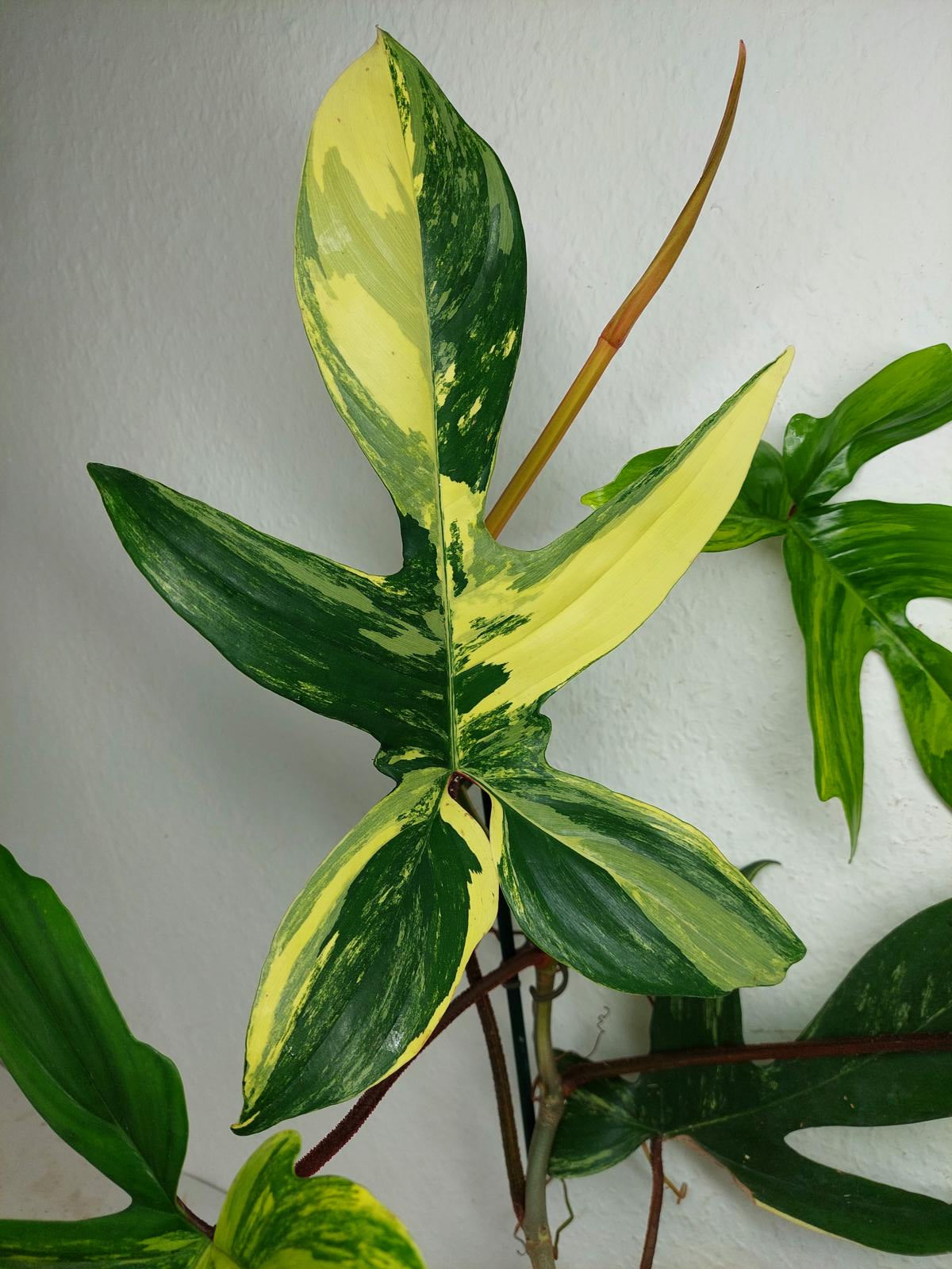 Philodendron Florida Beauty groß