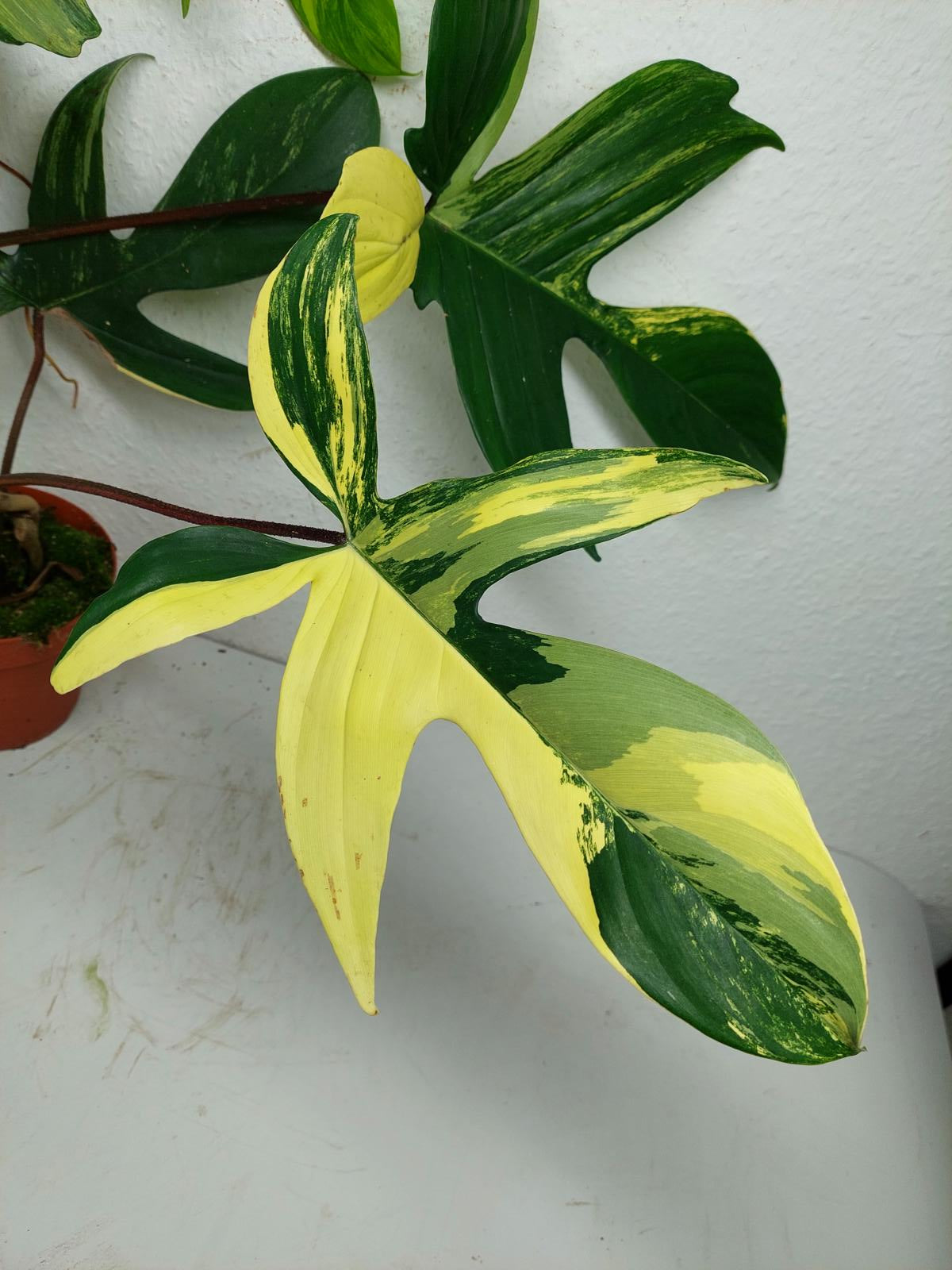Philodendron Florida Beauty groß