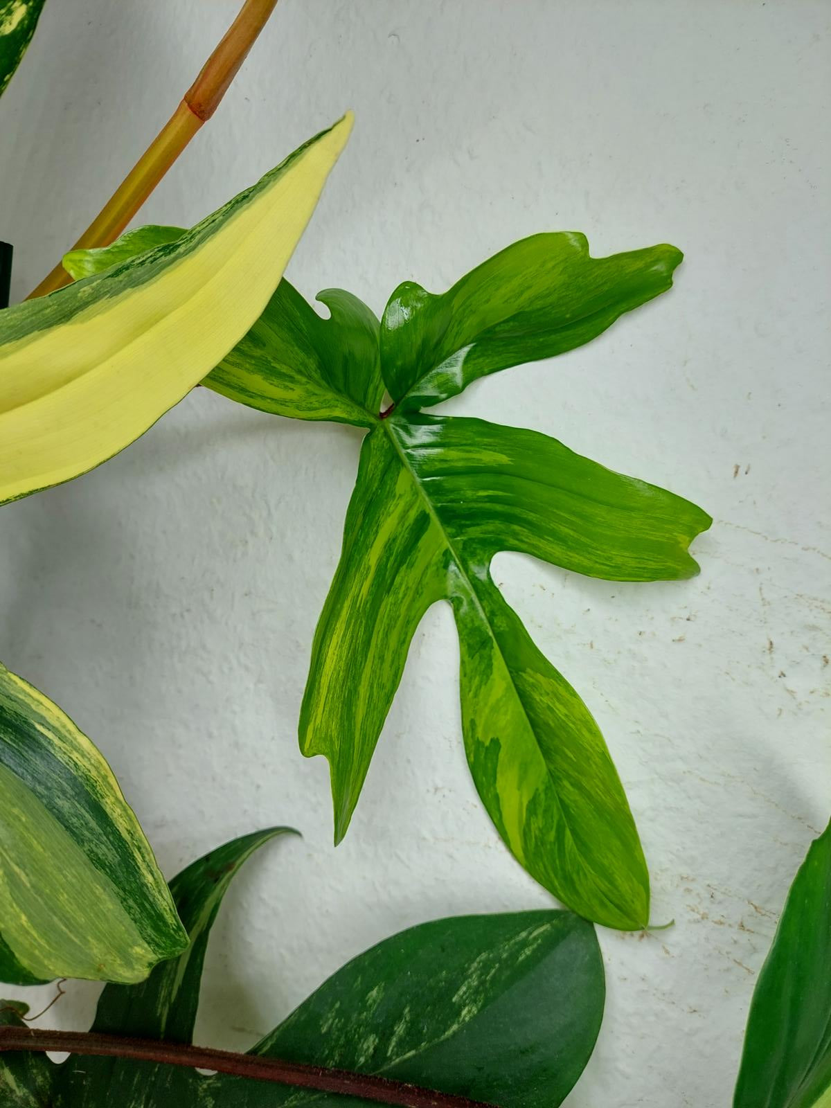 Philodendron Florida Beauty groß