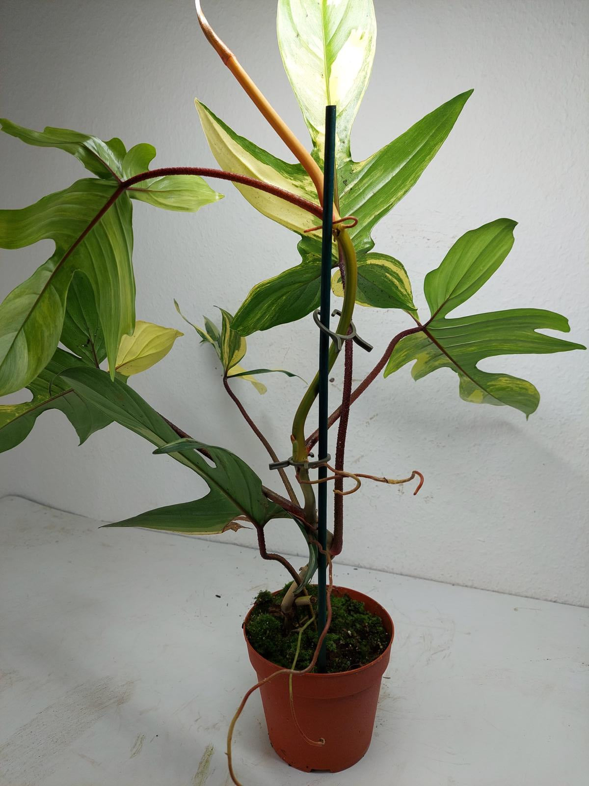 Philodendron Florida Beauty groß