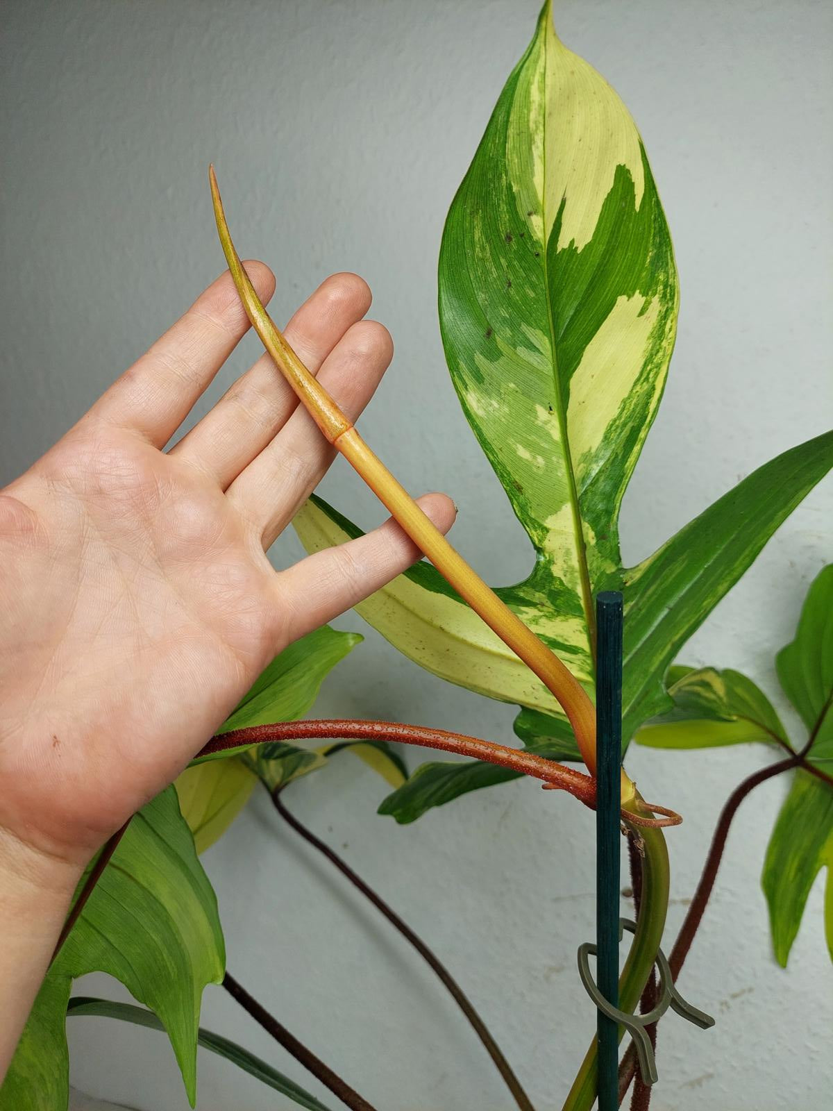 Philodendron Florida Beauty groß
