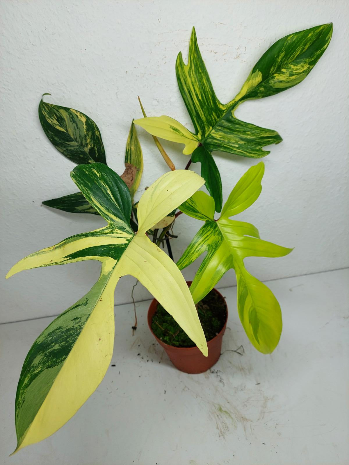 Philodendron Florida Beauty groß