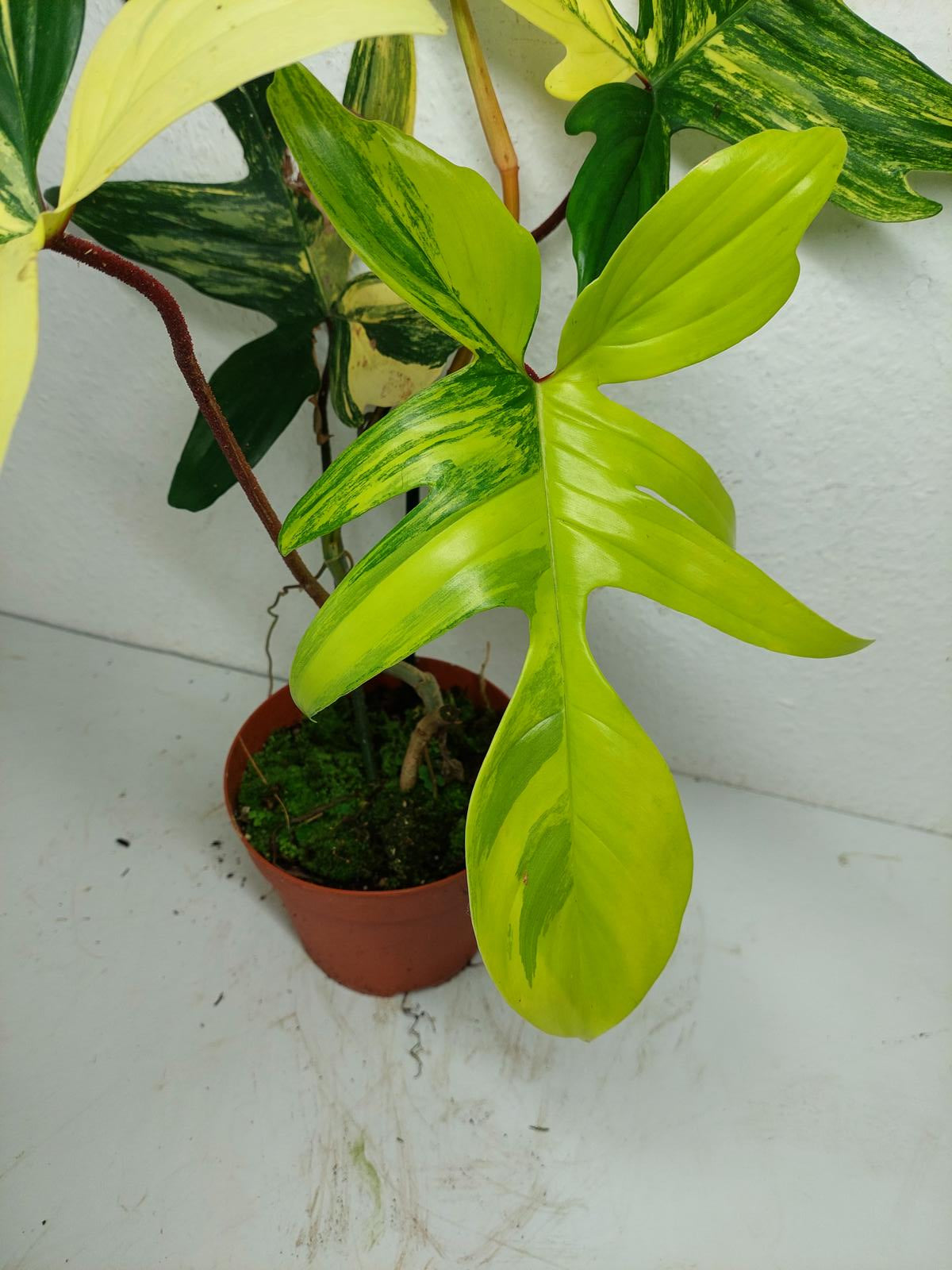 Philodendron Florida Beauty groß