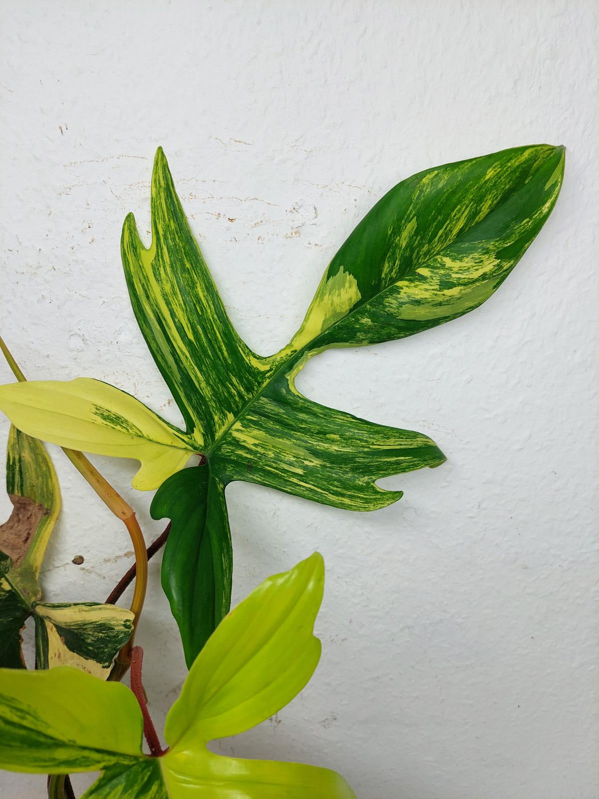 Philodendron Florida Beauty groß