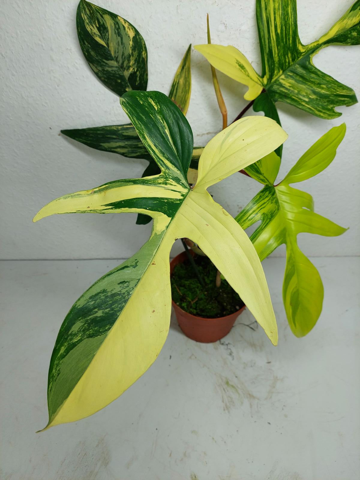Philodendron Florida Beauty groß