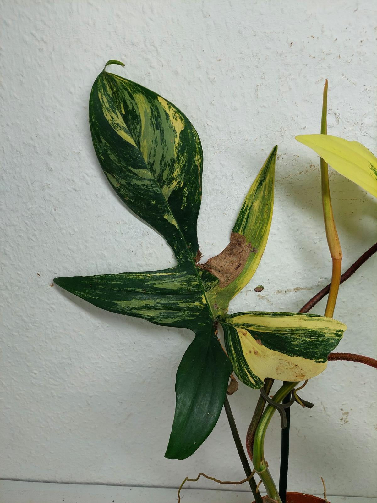 Philodendron Florida Beauty groß