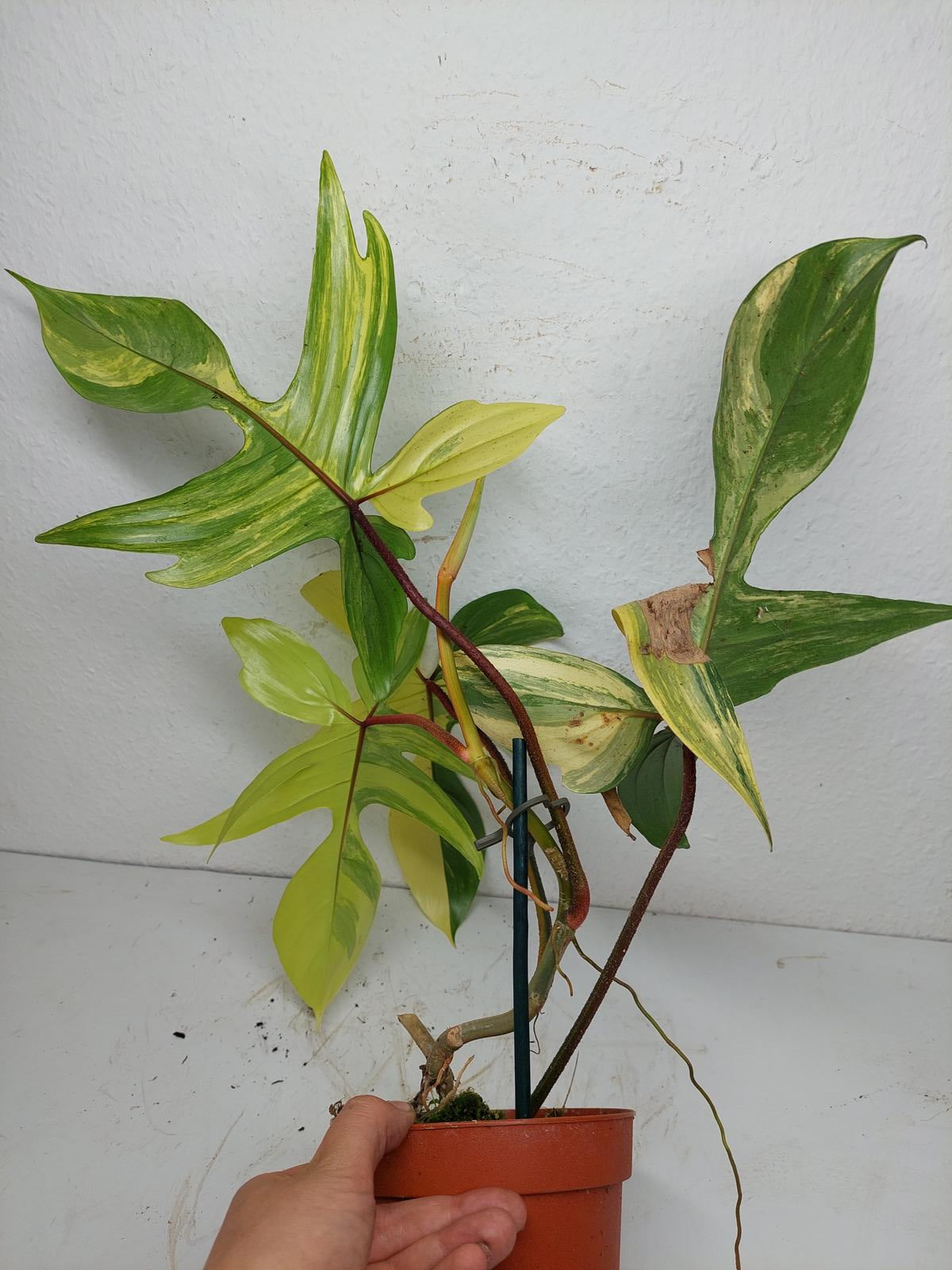 Philodendron Florida Beauty groß