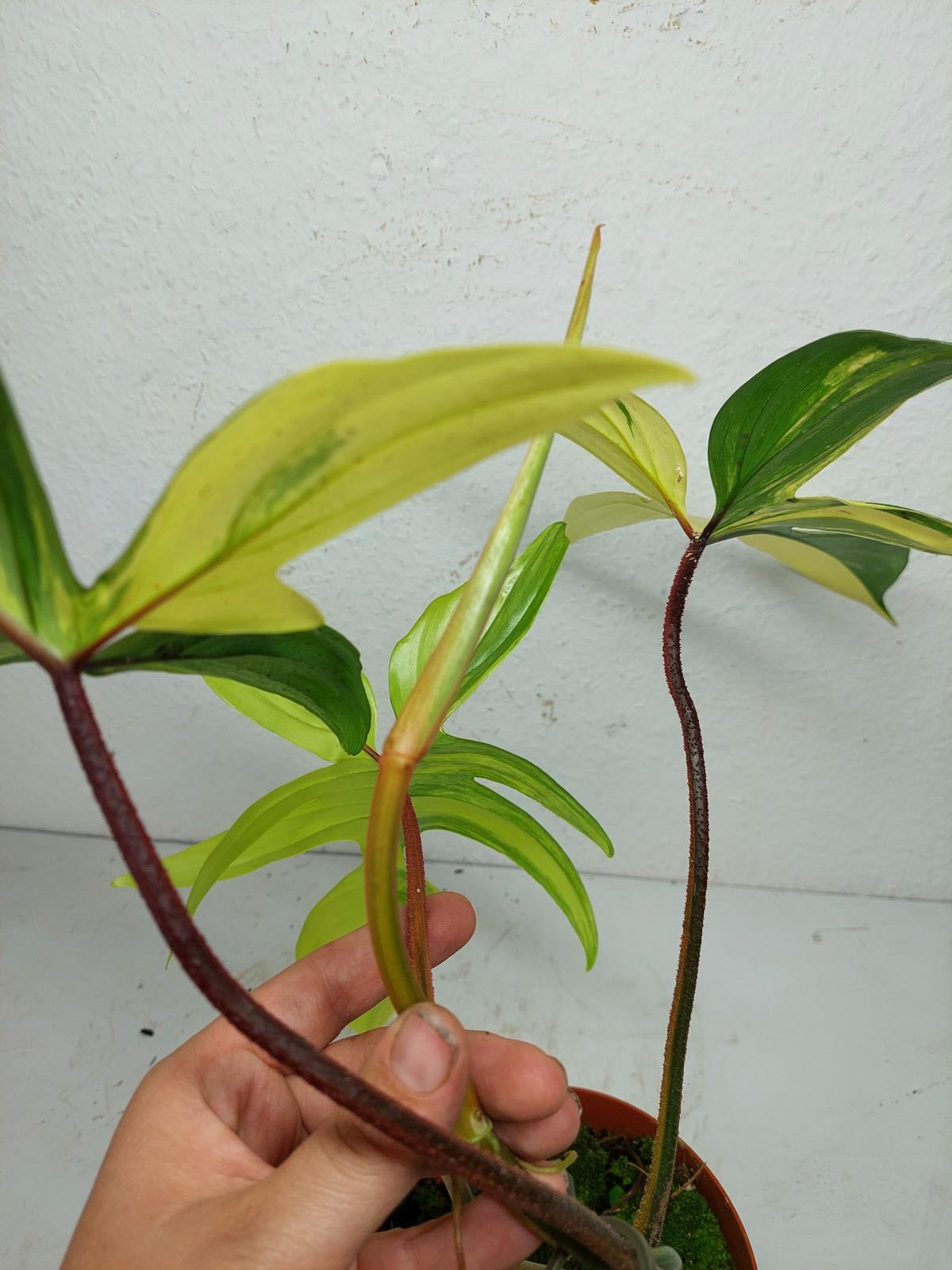 Philodendron Florida Beauty groß