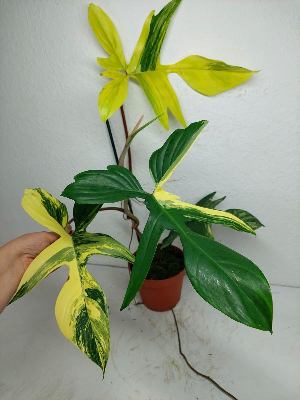 Philodendron Florida Beauty groß