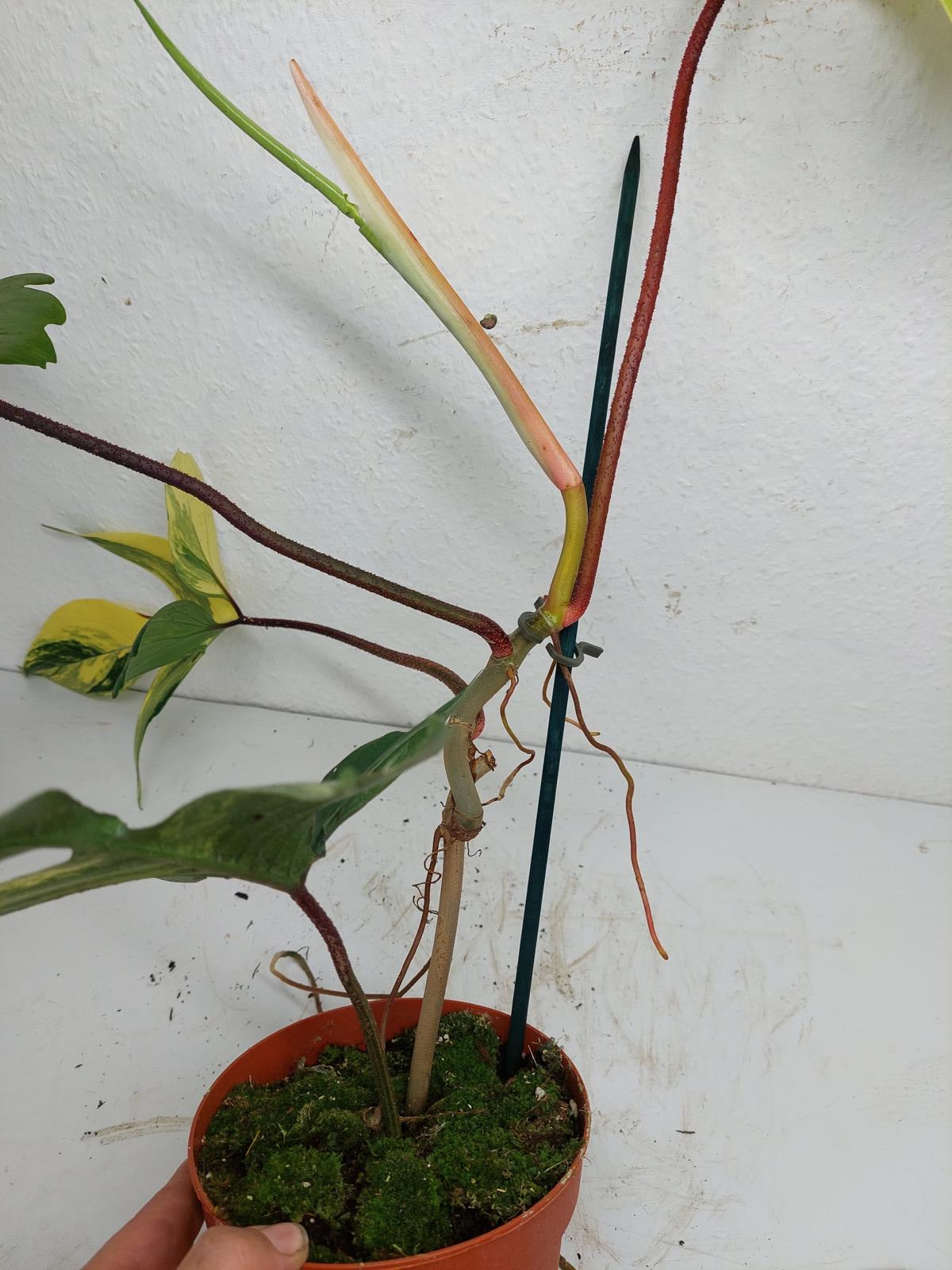 Philodendron Florida Beauty groß
