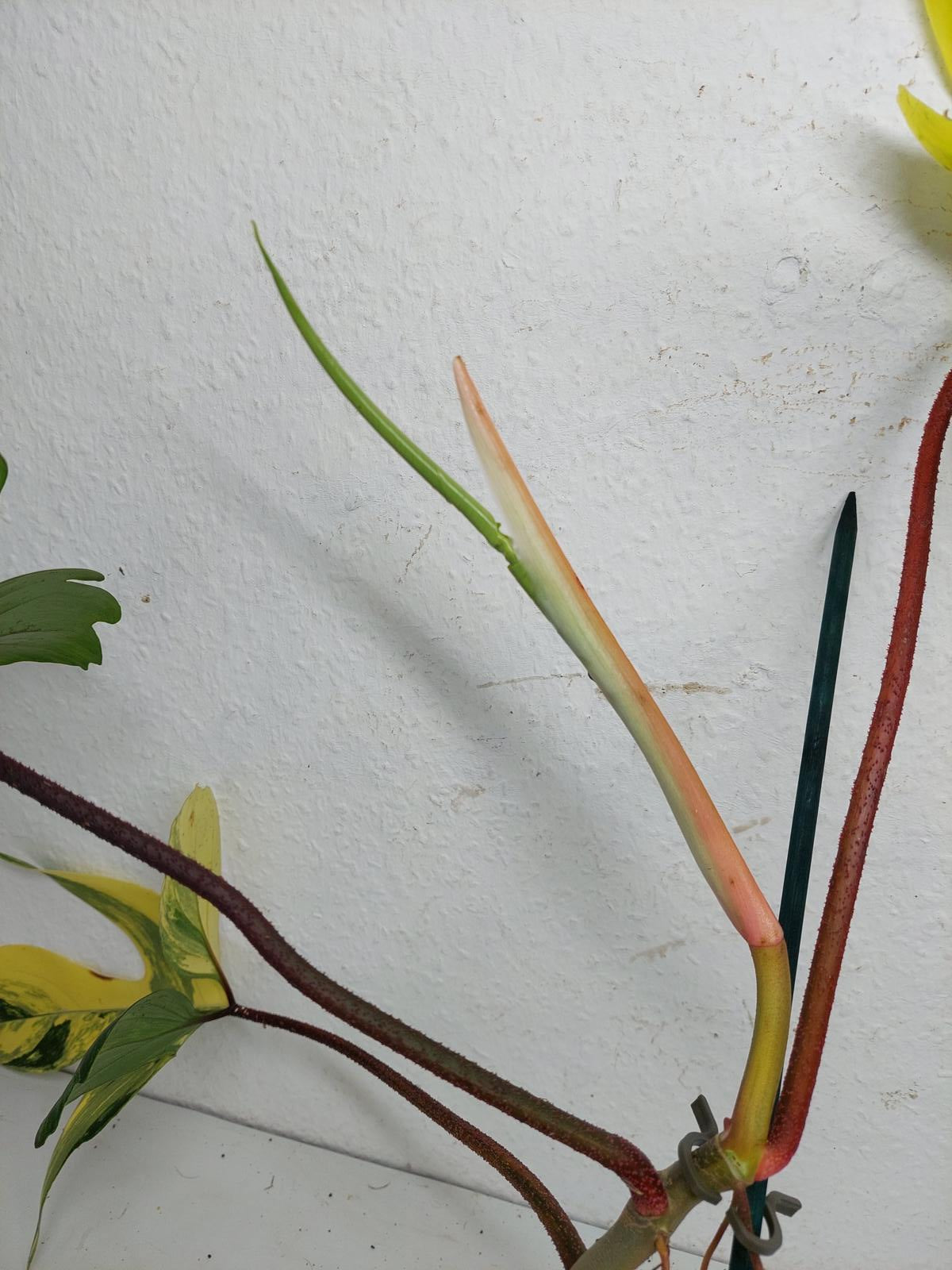 Philodendron Florida Beauty groß