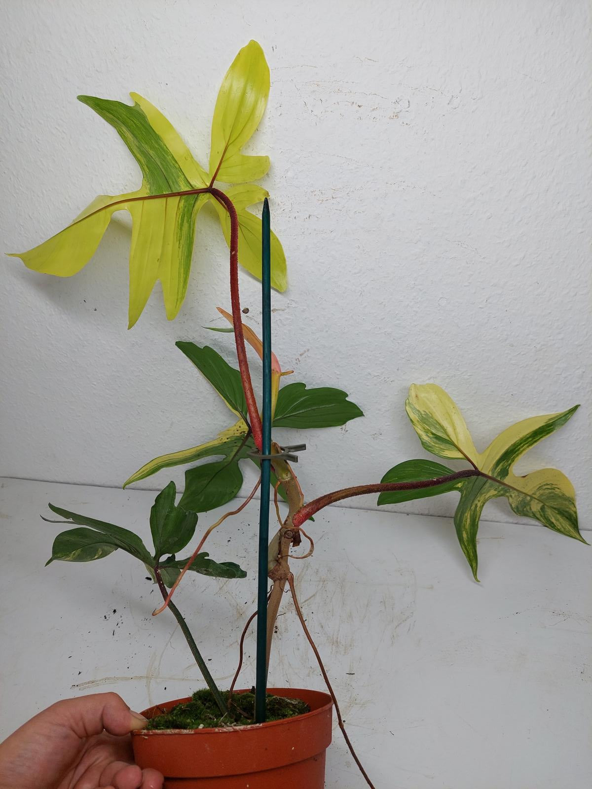 Philodendron Florida Beauty groß