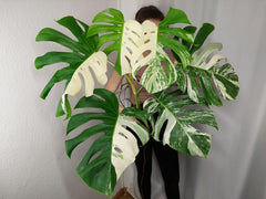 Monstera Variegata Adult