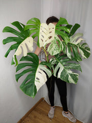 Monstera Variegata Adult