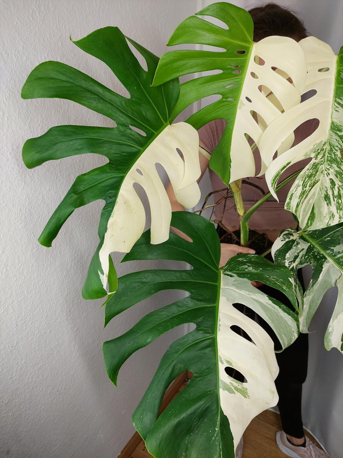 Monstera Variegata Adult