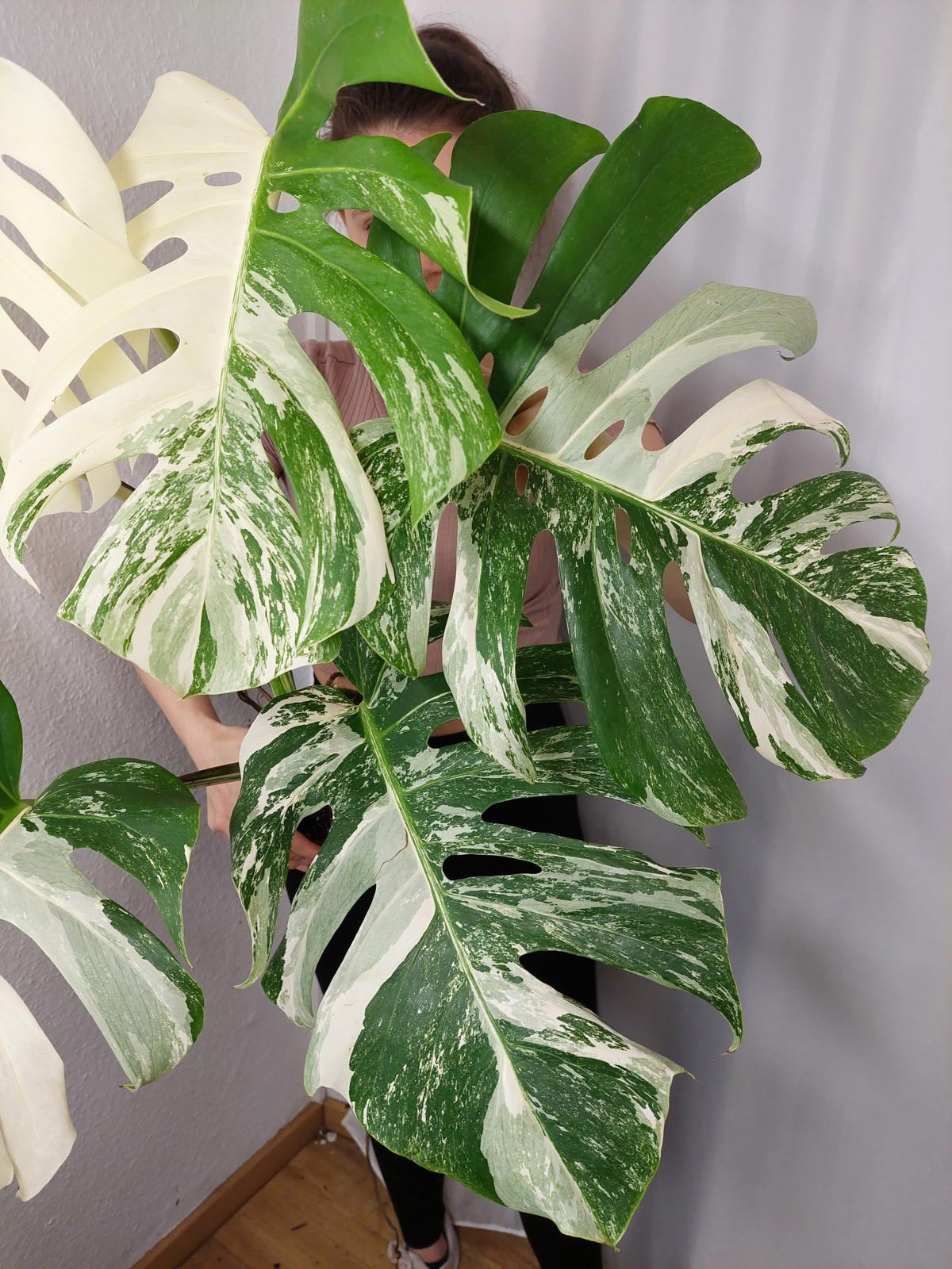 Monstera Variegata Adult