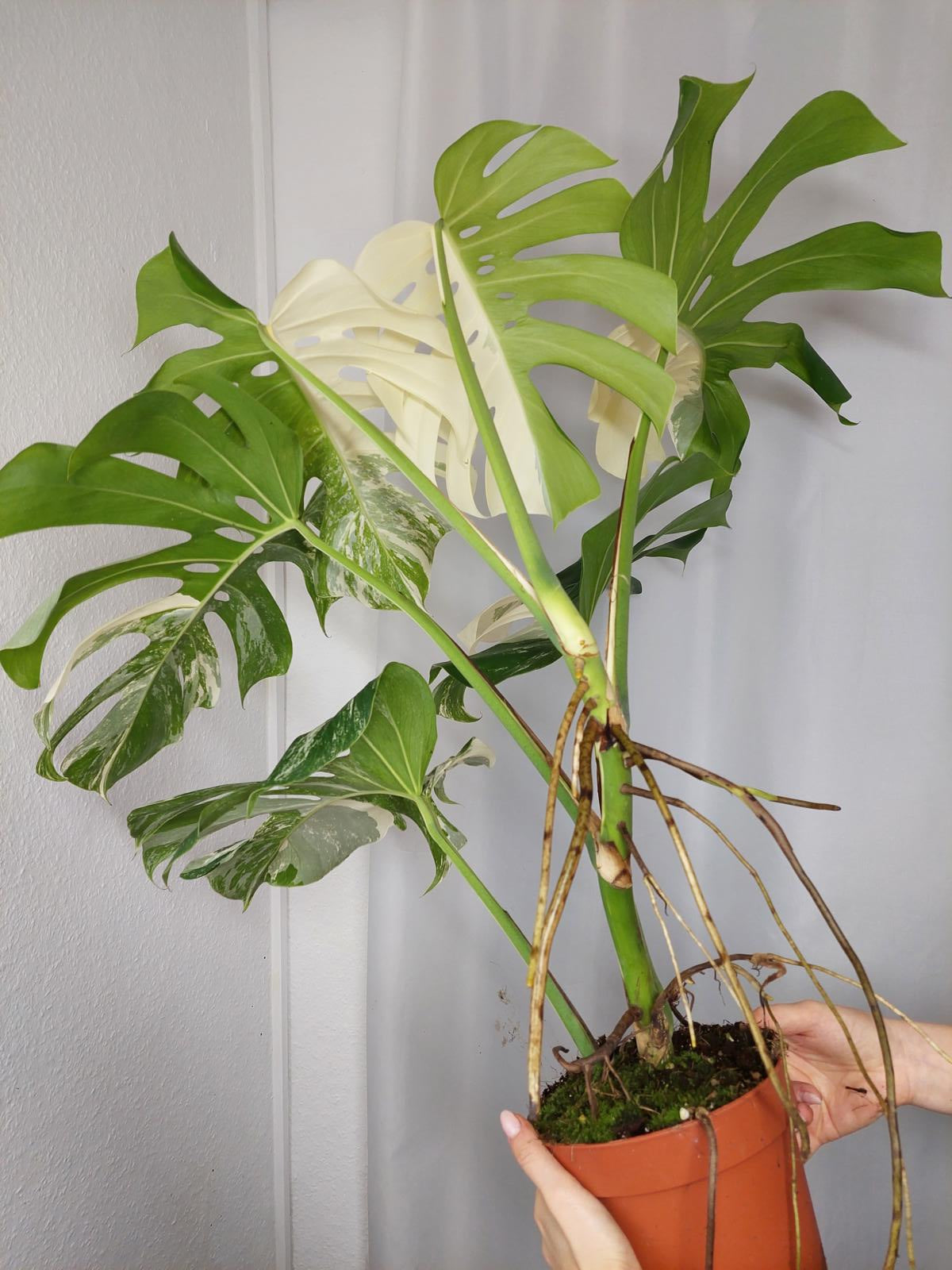 Monstera Variegata Adult