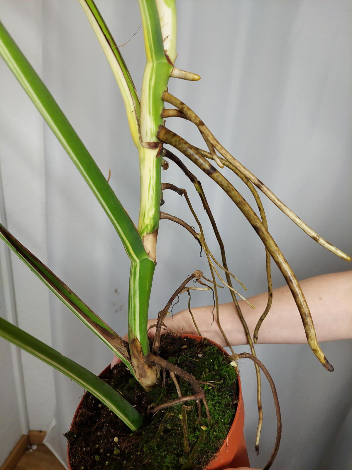 Monstera Variegata Adult