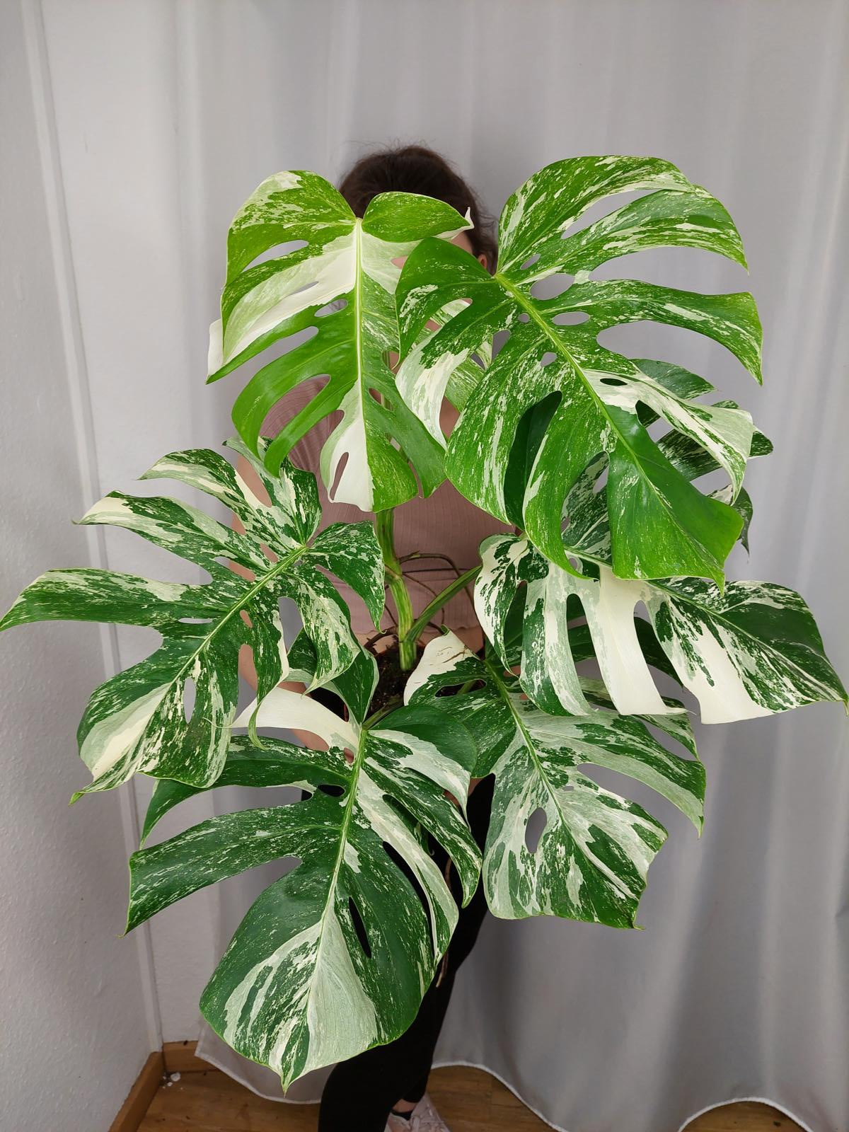 Monstera Variegata Adult
