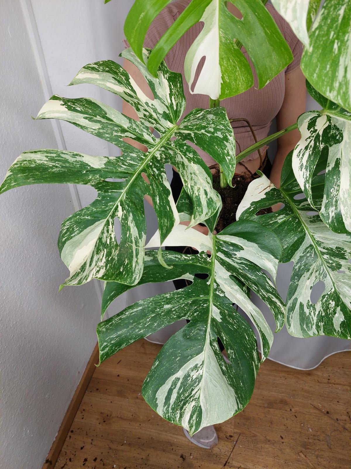 Monstera Variegata Adult