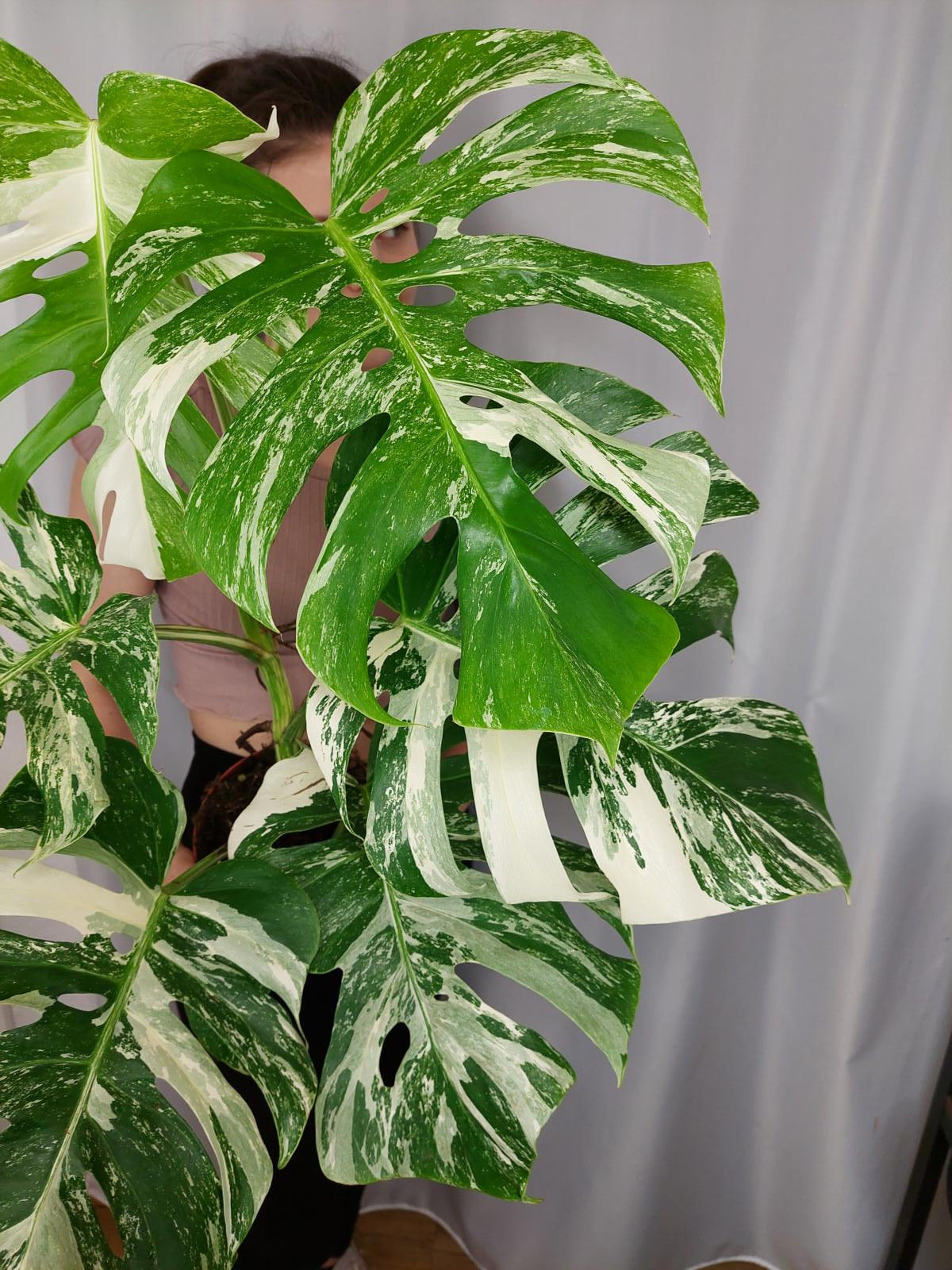Monstera Variegata Adult