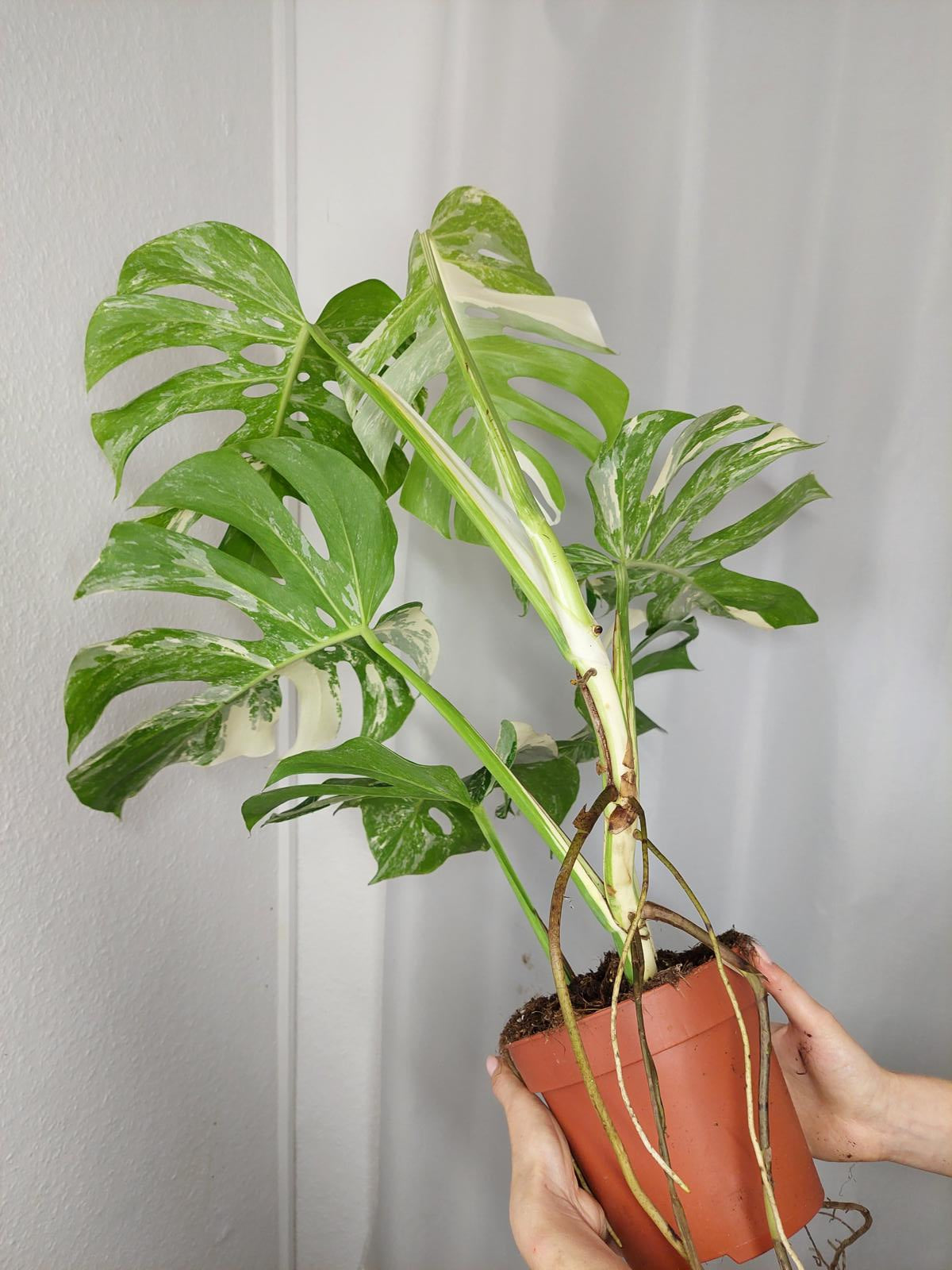 Monstera Variegata Adult