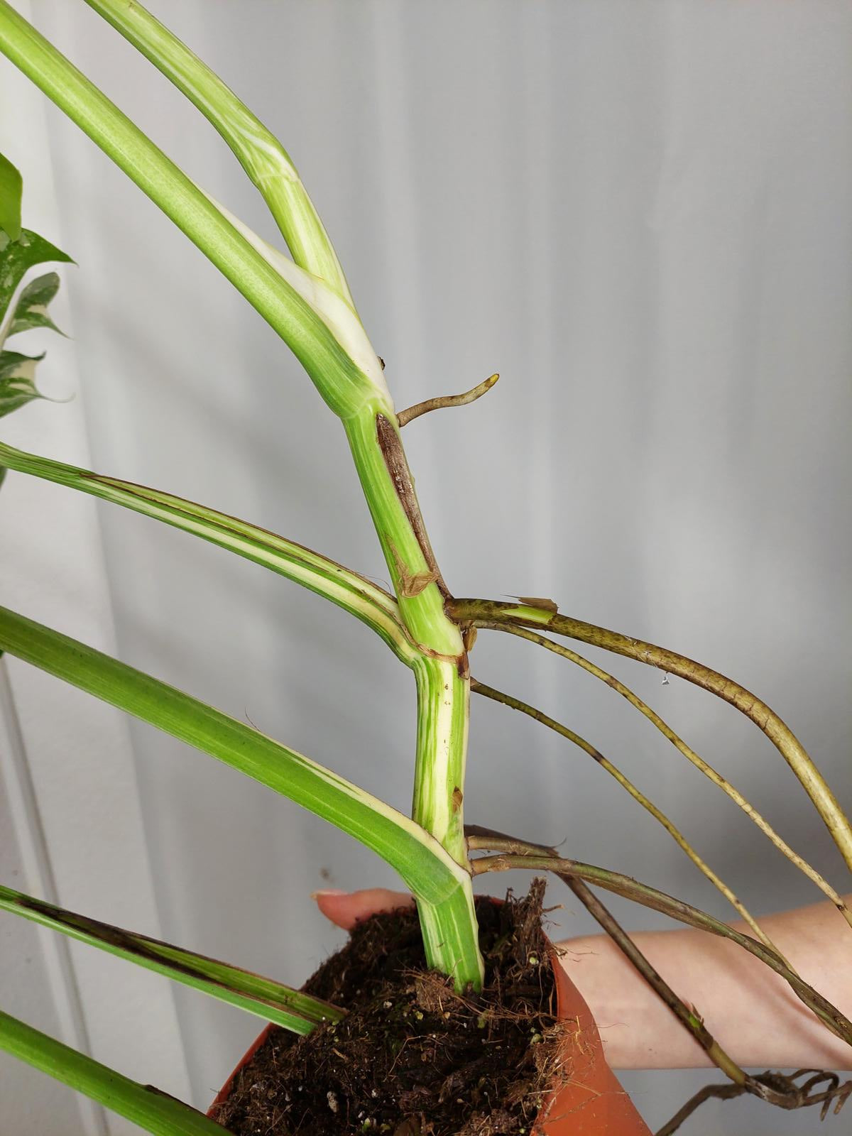 Monstera Variegata Adult