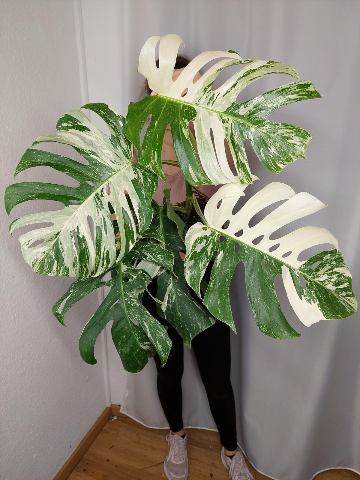 Monstera Variegata Adult