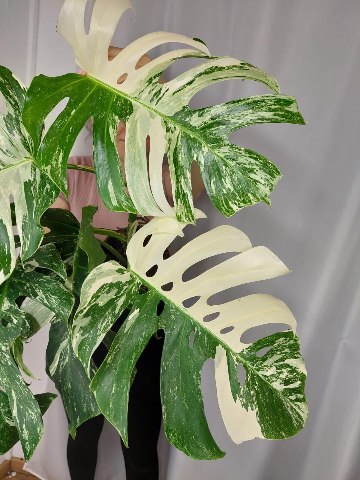 Monstera Variegata Adult