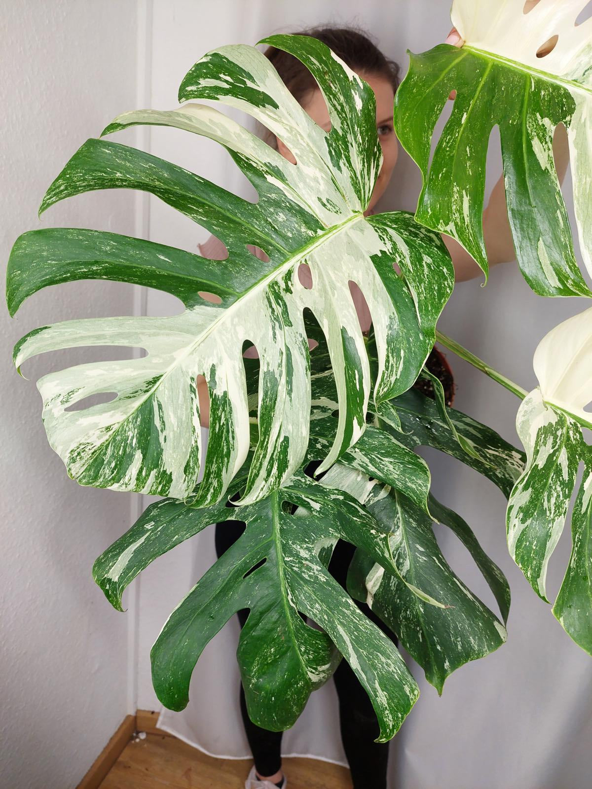 Monstera Variegata Adult