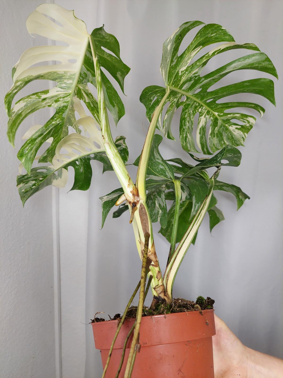 Monstera Variegata Adult