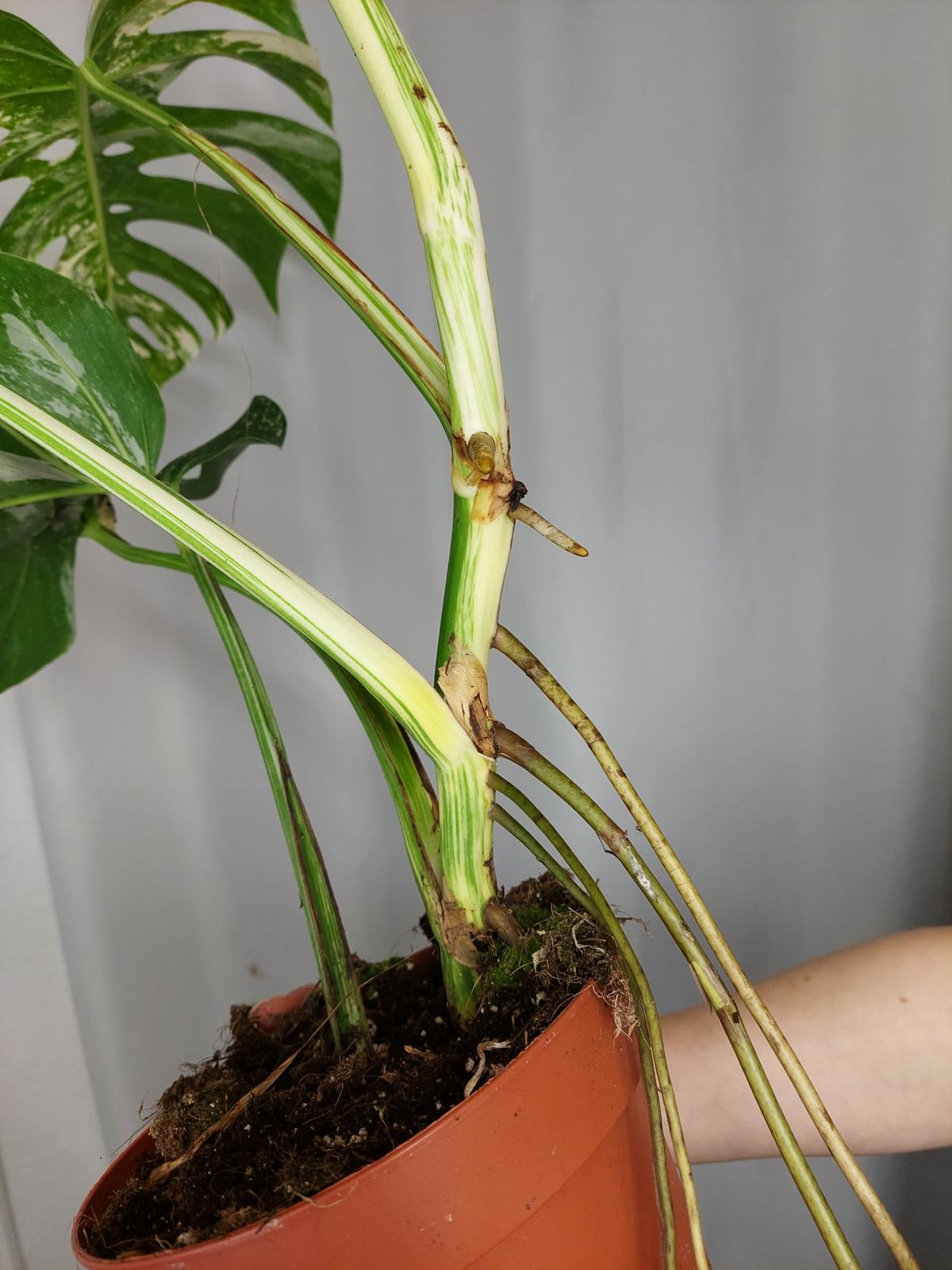 Monstera Variegata Adult