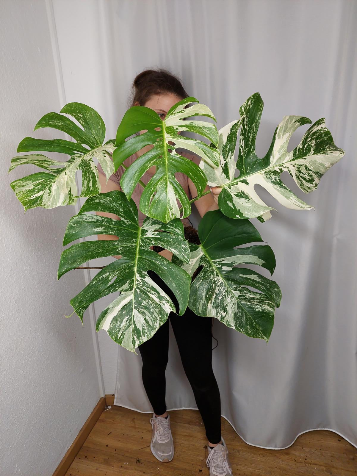 Monstera Variegata Adult
