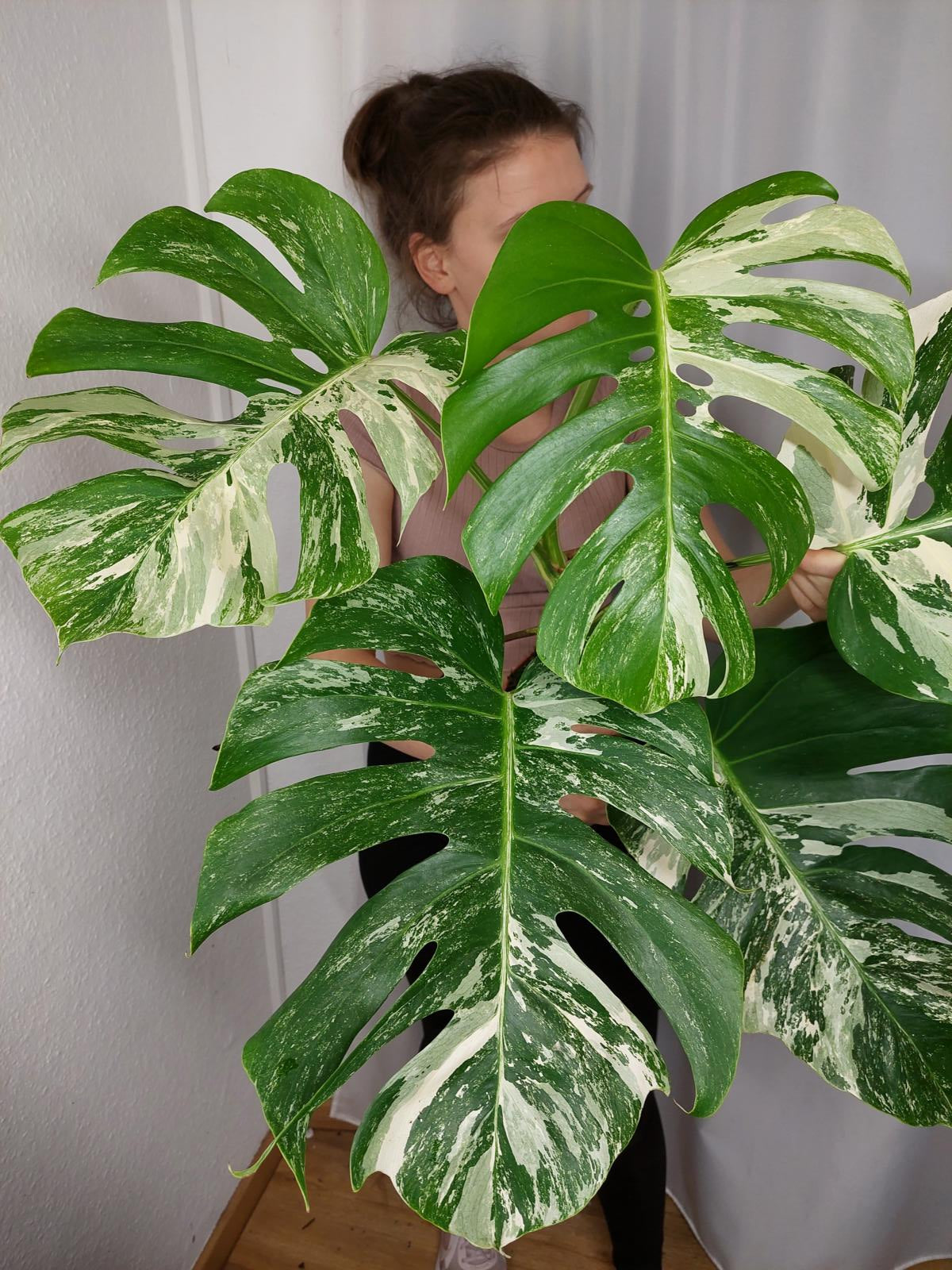 Monstera Variegata Adult