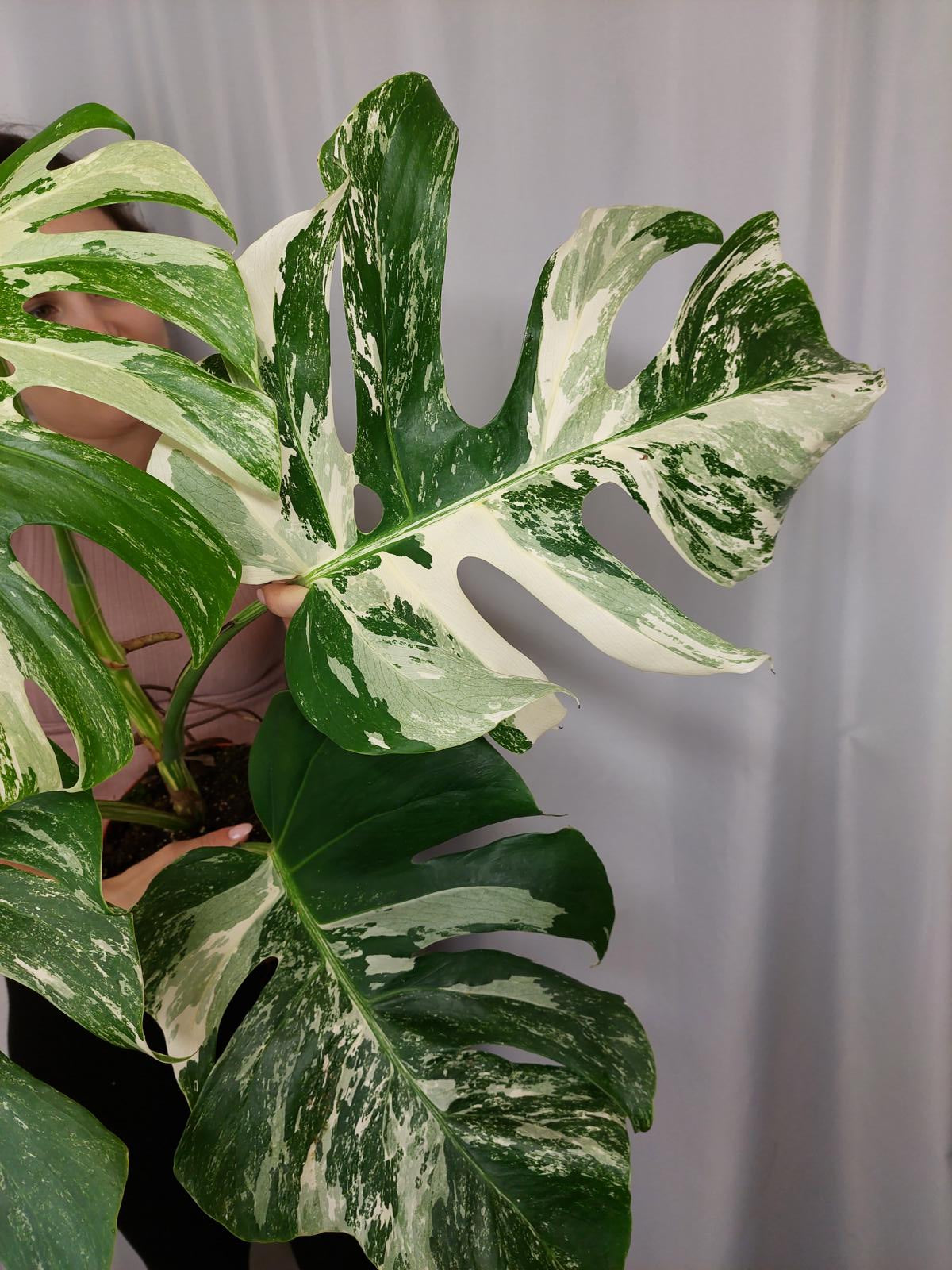 Monstera Variegata Adult