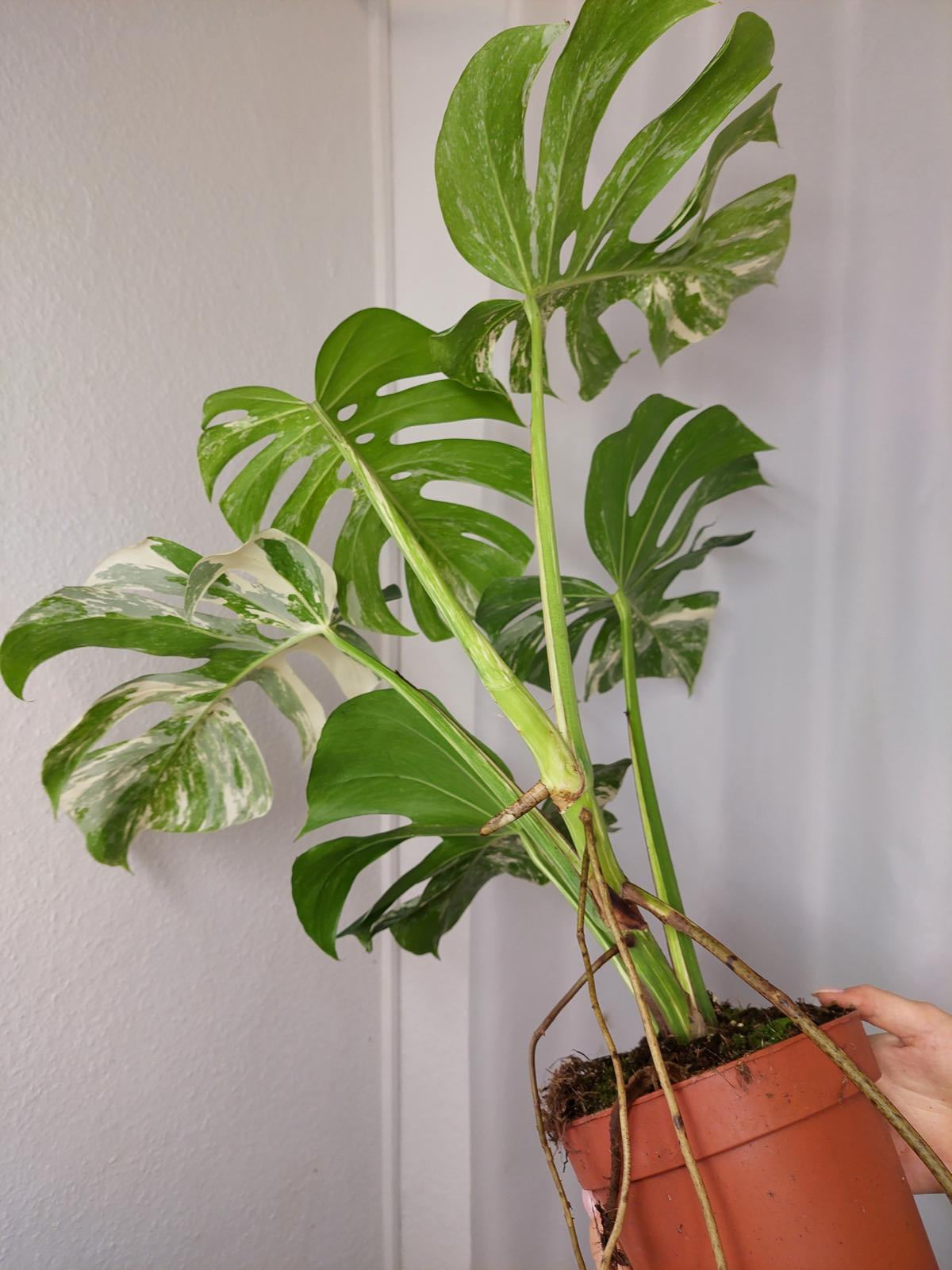 Monstera Variegata Adult