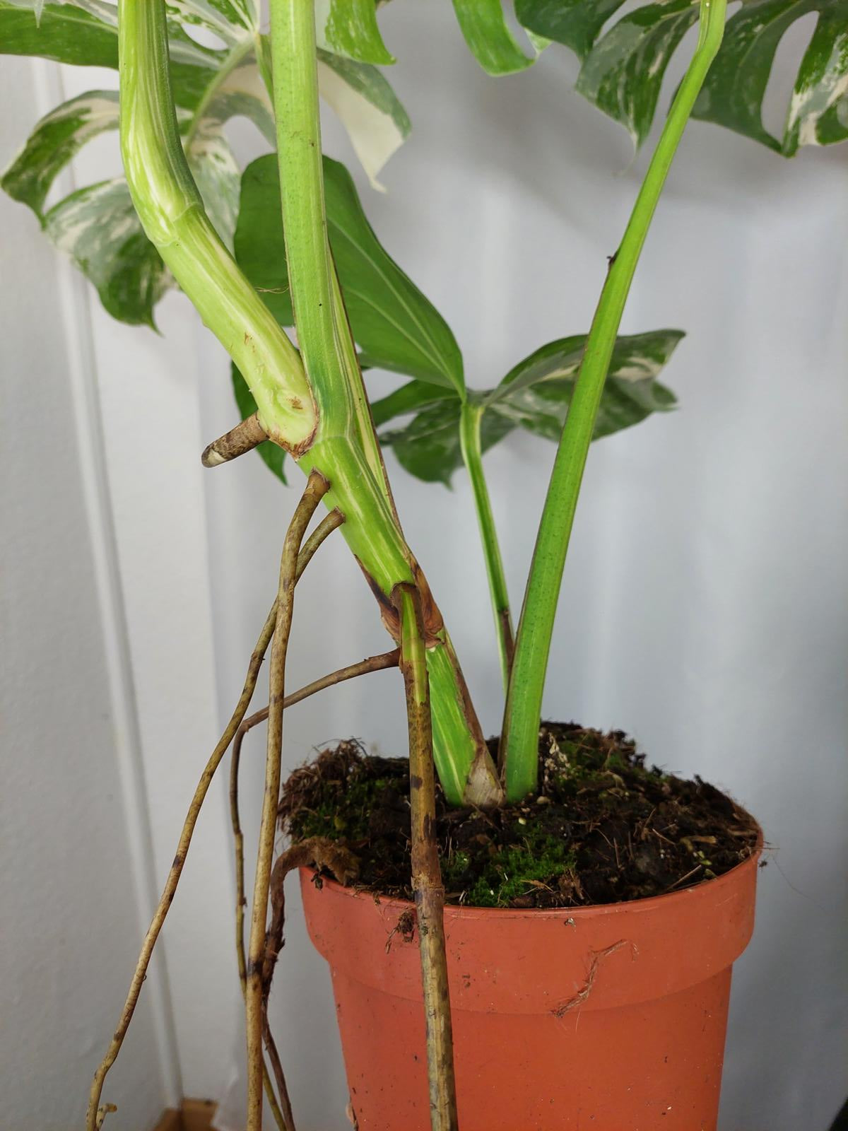 Monstera Variegata Adult