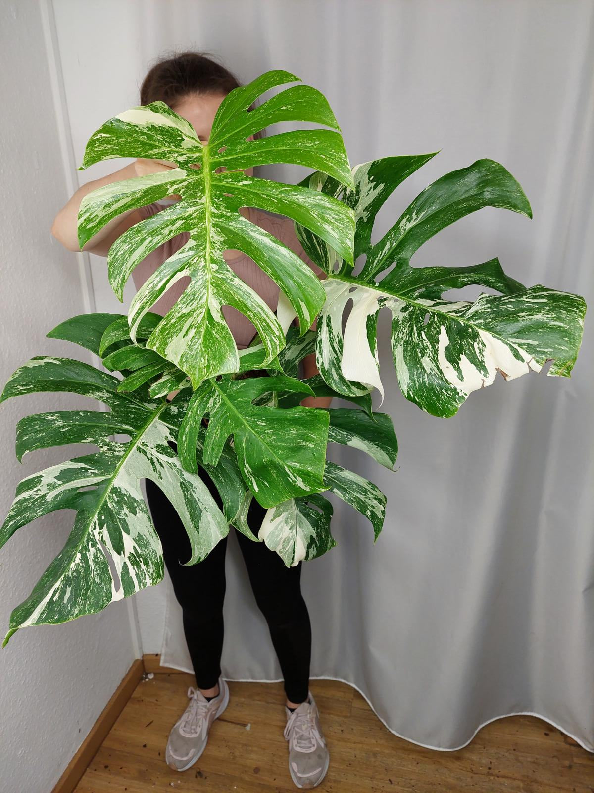 Monstera Variegata Adult